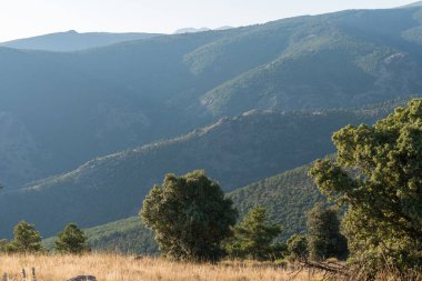 Sierra Nevada dağlarında Holm meşeleri, bir çam ormanı var, çimenler kuru.