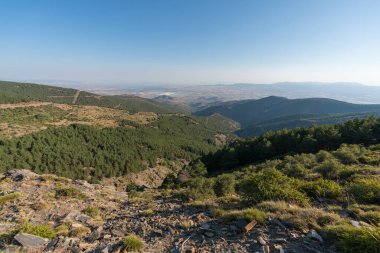 Güney İspanya 'da Sierra Nevada' da çam ormanı. Çimler kuru, bir dağ bölgesi.