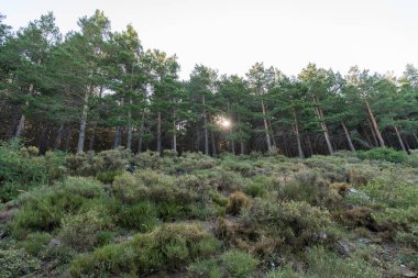 İspanya 'nın güneyindeki Sierra Nevada' da çam ormanı, çalılar ve kayalar var, bir dağ bölgesi.