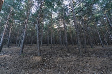 Güney İspanya 'da Sierra Nevada' da çam ormanı. Yerde kuru dallar var, bir dağ bölgesi.