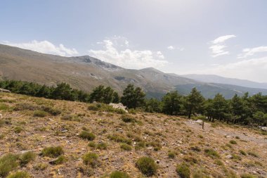 Güney İspanya 'da Sierra Nevada' nın dağlık arazisi, bir çam ormanı, çalılar ve çimenler var, taşlar var ve gökyüzünde bulutlar var.