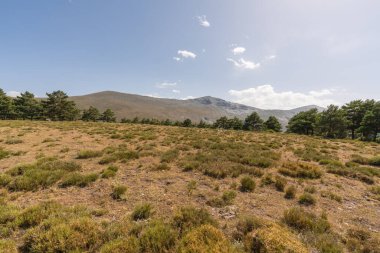 Güney İspanya 'da Sierra Nevada' nın dağlık arazisi, bir çam ormanı, çalılar ve çimenler var, taşlar var ve gökyüzünde bulutlar var.