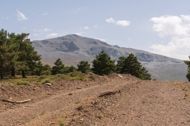 Güney İspanya 'da Sierra Nevada' da bir çam ormanı, çalılar ve çimenler, taşlar, dağlar ve gökyüzünde bulutlar var.