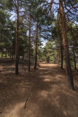 Güney İspanya 'da Sierra Nevada' da çam ormanı. Yerde kuru dallar var, bir dağ bölgesi.