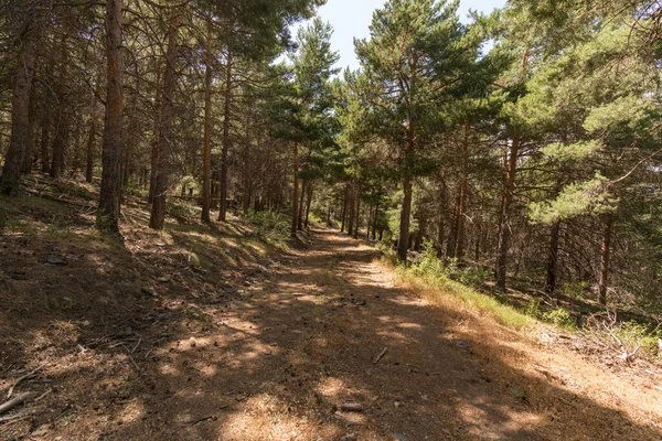 pine forest in Sierra Nevada in southern Spain, there are dry branches on the ground, it is a mountain area