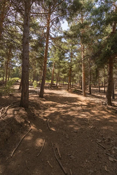 Dennenbos Sierra Nevada Zuid Spanje Zijn Droge Takken Grond Het — Stockfoto