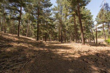 Güney İspanya 'da Sierra Nevada' da çam ormanı. Yerde kuru dallar var, bir dağ bölgesi.