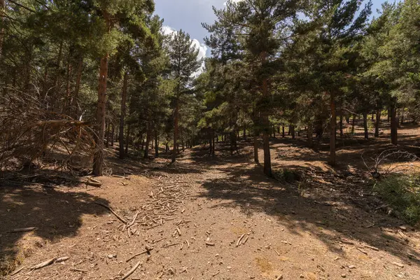 Güney İspanya 'da Sierra Nevada' da çam ormanı. Yerde kuru dallar var, bir dağ bölgesi.