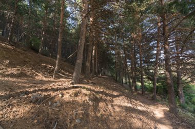 Güney İspanya 'da Sierra Nevada' da çam ormanı. Yerde kuru dallar, çalılar ve çimenler var. Dağlık bir bölge.