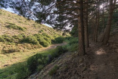Güney İspanya 'da Sierra Nevada' da çam ormanı. Yerde kuru dallar, çalılar ve çimenler var. Dağlık bir bölge.