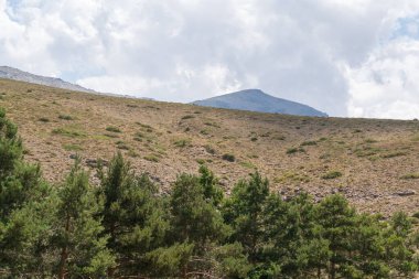 Güney İspanya 'da Sierra Nevada' nın dağlık arazisi, bir çam var, çalılar ve çimenler var, taşlar ve kayalar var, gökyüzünde bulutlar var.