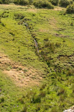Sierra Nevada dağının kenarındaki ıslak bölgede yeşil çimenler ve su var, taşlar var.
