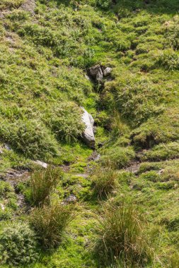 Sierra Nevada dağının kenarındaki ıslak bölgede yeşil çimenler ve su var, taşlar var.
