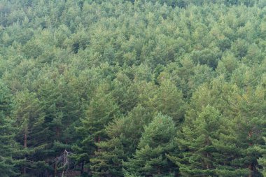 Sierra Nevada 'daki çam ormanı, bir dağın yamacında ağaçlar, ışıklar ve gölgeler var.