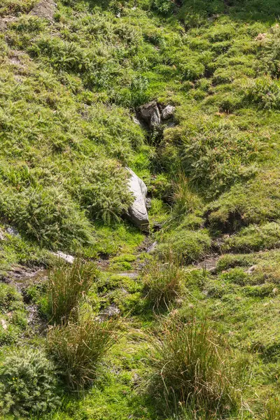 Sierra Nevada dağının kenarındaki ıslak bölgede yeşil çimenler ve su var, taşlar var.