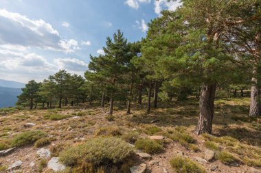 İspanya 'nın güneyindeki Sierra Nevada' daki çam ormanlarında çalılar ve taşlar var, gökyüzünde bulutlar var.