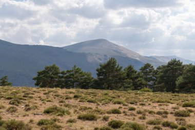 Güney İspanya 'da Sierra Nevada' nın dağlık arazisi, çam ormanı, çalılar ve çimenler var, taşlar var, gökyüzü bulutlu.