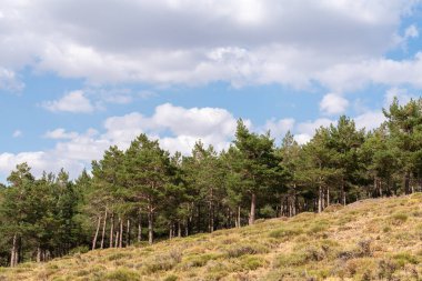 Güney İspanya 'da Sierra Nevada' da çam ormanları, çalılar ve çimenler var, gökyüzünde bulutlar var.