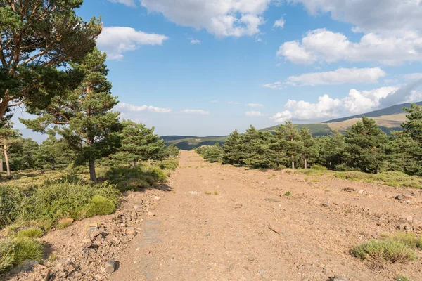 Güney İspanya 'da Sierra Nevada' da bir çam ormanı, çalılar ve çimenler, taşlar, dağlar ve gökyüzünde bulutlar var.