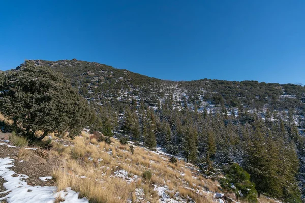 Sierra Nevada karla kaplı, ağaçlar ve çalılar var, dağlık bir bölge, gökyüzü açık.