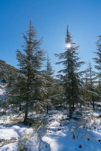 Горный Лес Сьерра Неваде Покрыт Снегом Горы Небо Чистое — стоковое фото