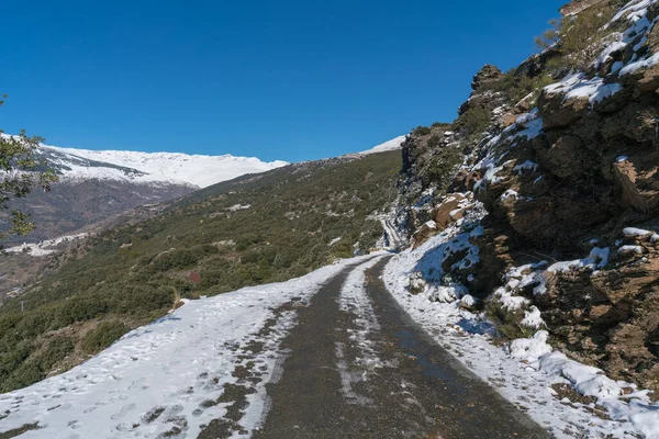 Güney İspanya 'da Sierra Nevada' dan toprak yol, ağaçlar ve çalılar var, yerde kar var, gökyüzü açık.