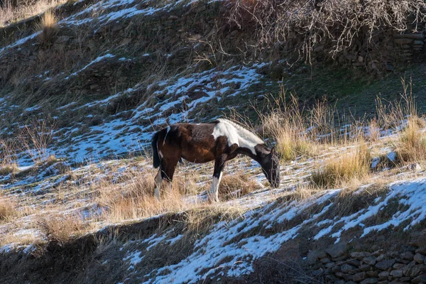 Güney İspanya 'da Sierra Nevada' da otlayan atlar var. Otlar ve çalılar var, taşlar var.
