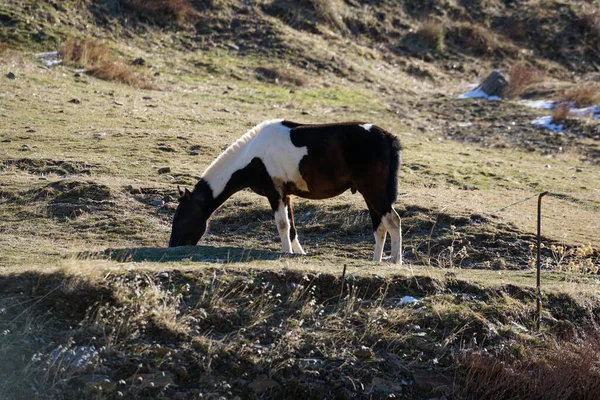 Güney İspanya 'da Sierra Nevada' da otlayan atlar var. Otlar ve çalılar var, taşlar var.