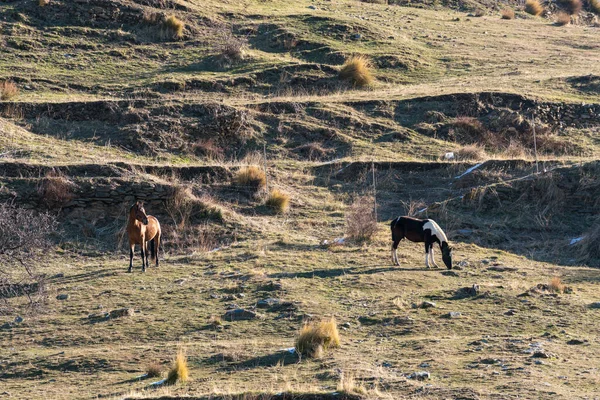 Güney İspanya 'da Sierra Nevada' da otlayan atlar var. Otlar ve çalılar var, taşlar var.