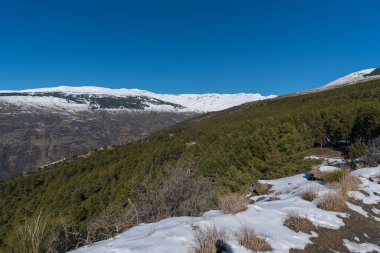 Sierra Nevada karla kaplı, ağaçlar ve çalılar var, dağlık bir bölge, gökyüzü açık.