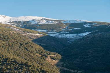 Güney İspanya 'da Sierra Nevada dağı, kar ve çam ormanı var, çalılar var ve gökyüzü açık.