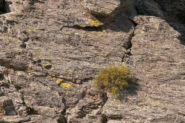 High Mountain Vegetation Rock Bush Has Grown Crevice Rock — Stock Photo, Image