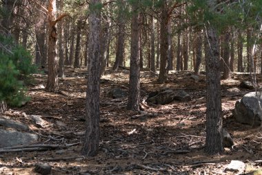 Sierra Nevada 'da çam ormanı, yerde kuru dallar, taşlar ve kayalar var.