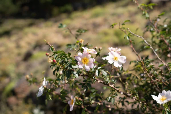 flowers on a mountain bush, the flowers are pink and the leaves are green