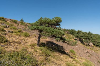 Sierra Nevada dağında birkaç çam ağacı var, çimenler ve çalılar var, kayalar var ve gökyüzü açık.