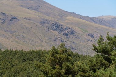 Sierra Nevada 'daki dağ manzarası, bir çam ormanı var, gökyüzü açık.