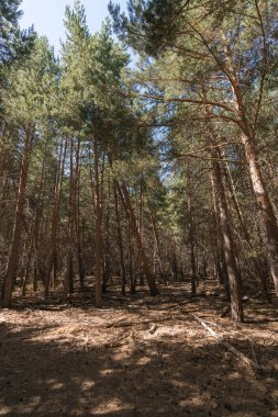 Sierra Nevada 'da çam ormanları, yerde kuru dallar, taşlar ve çalılar var.