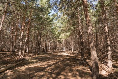 Sierra Nevada 'da çam ormanları, yerde kuru dallar, taşlar ve çalılar var.