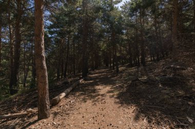 Sierra Nevada 'da çam ormanları, yerde kuru dallar, taşlar ve çalılar var.
