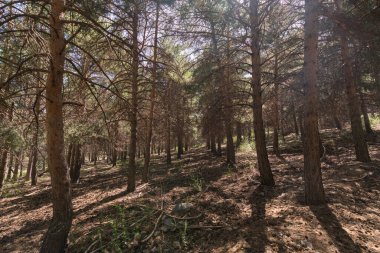 Sierra Nevada 'da çam ormanları, yerde kuru dallar, taşlar ve çalılar var.
