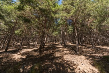 Sierra Nevada 'da çam ormanları, yerde kuru dallar, taşlar ve çalılar var.