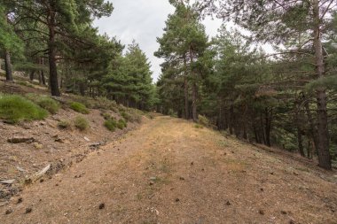 Sierra Nevada 'da yaya toprak yolu var. Yerde çam ormanı var. Kuru dallar ve taşlar var.