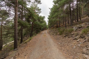 Sierra Nevada 'da toprak yol, bir çam ormanı var, yerde kurumuş dallar ve taşlar var.