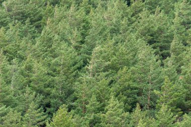Sierra Nevada 'da çam ormanı, dağın yamacında ağaçlar, yeşil ağaçlar