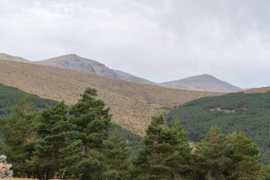 Sierra Nevada 'daki dağ manzarası, bir çam ormanı var, gökyüzü bulutlu.
