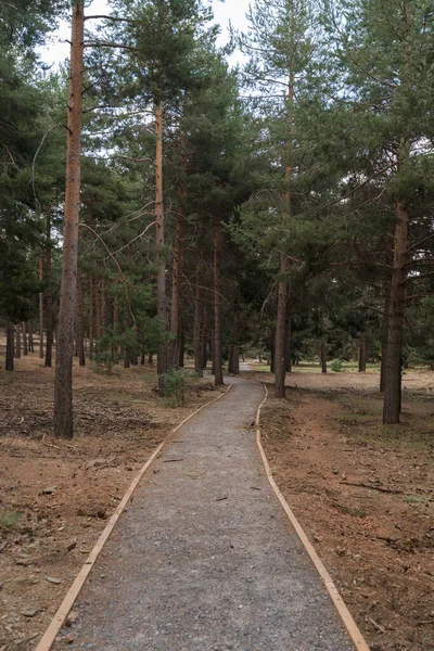 Voetgangers Onverharde Weg Sierra Nevada Een Dennenbos Grond Zijn Stukken — Stockfoto