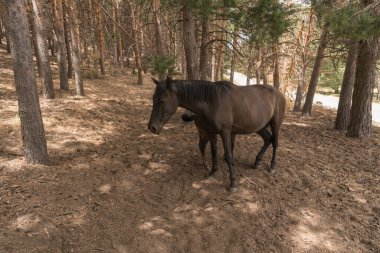 Bir kısrak ve yavrusu Sierra Nevada ormanlarında, ağaçlar çam ağaçları