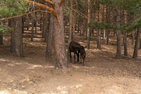 Una Yegua Cría Bosque Sierra Nevada Los Árboles Son Pinos —  Fotos de Stock