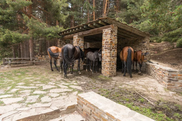 Bir grup kısrak ve yavruları Sierra Nevada 'da, içme sularındalar, çukur taştan ve ağaçtan yapılmış, bir çam ormanı var.