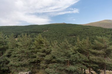 Sierra Nevada 'daki dağ manzarası, bir çam ormanı var, gökyüzü bulutlu.